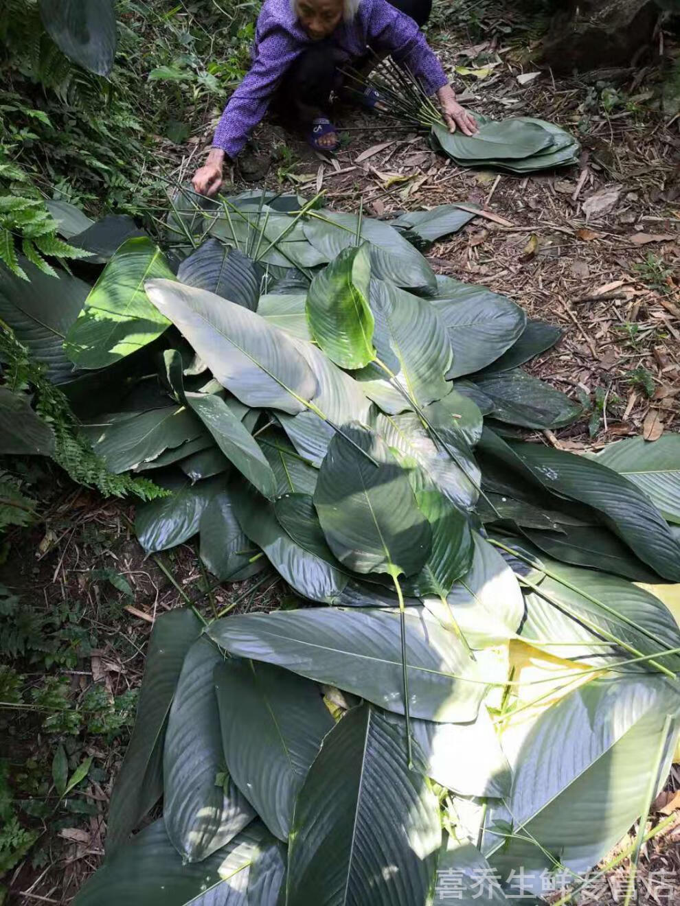 广西大粽叶新鲜现摘粽子叶裹蒸粽冬叶箬叶柊叶肇庆裹蒸粽叶小叶1015