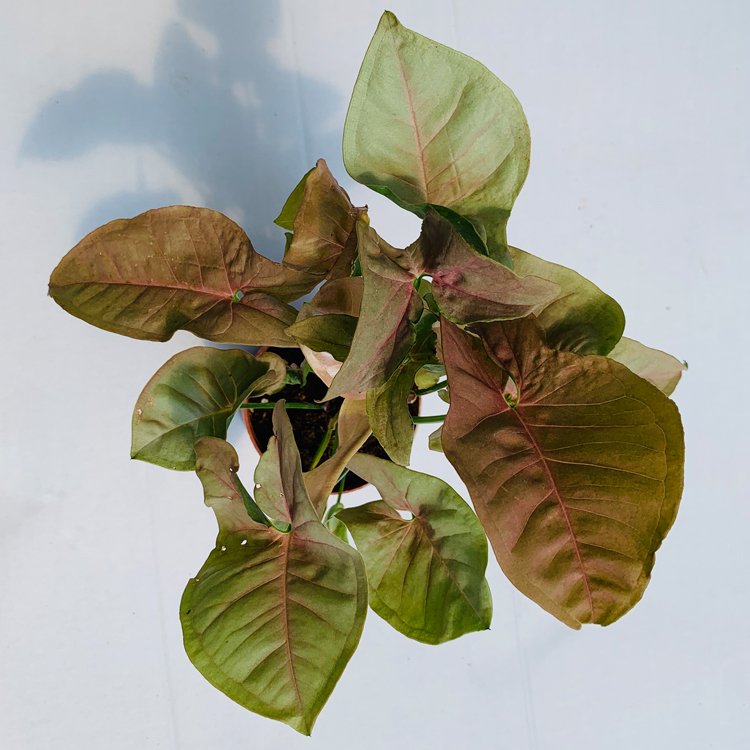 彩叶合果芋室内桌面盆栽金童子绿精灵红粉佳人四季常青花卉绿植绿精灵