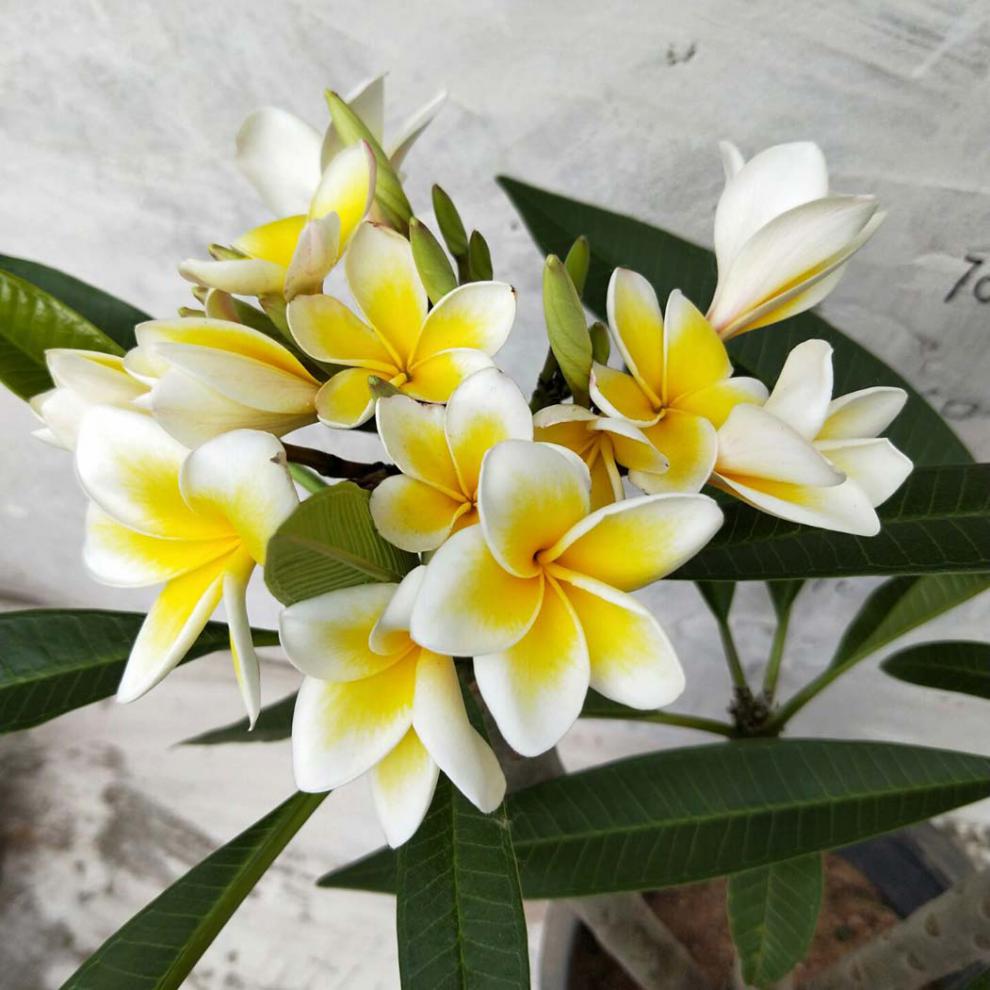 蛋黄色鸡蛋花z5 黄色60/70厘米高单枝2棵 不含盆【图片 价格 品牌