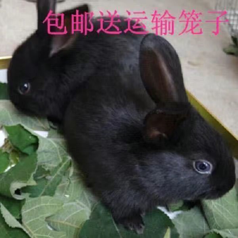 【京东推荐】新品喜马拉雅巨兔活体兔子大流士大型肉兔子养220斤包活