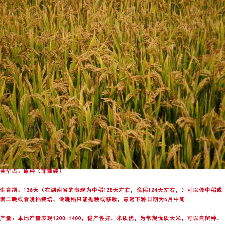 旱稻水稻谷种水稻种子黄花占高产谷种双季大田种植常规种水稻黄华占