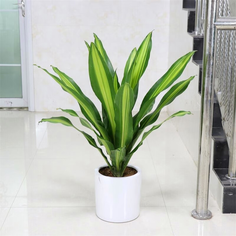 伟伟金心巴西铁也门铁巴西木办公室植物室内客厅大型植物绿植盆栽花卉