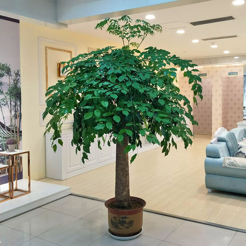 泰西丝 摇钱树幸福树金钻巴西铁铁树绿植盆栽办公室室内大型绿植 单杆