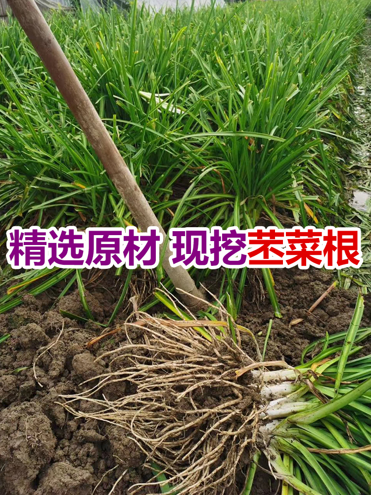 佤味麻辣苤菜根600g瓦味云南特产傣味佤族自制爽口下饭菜零食新鲜苤菜