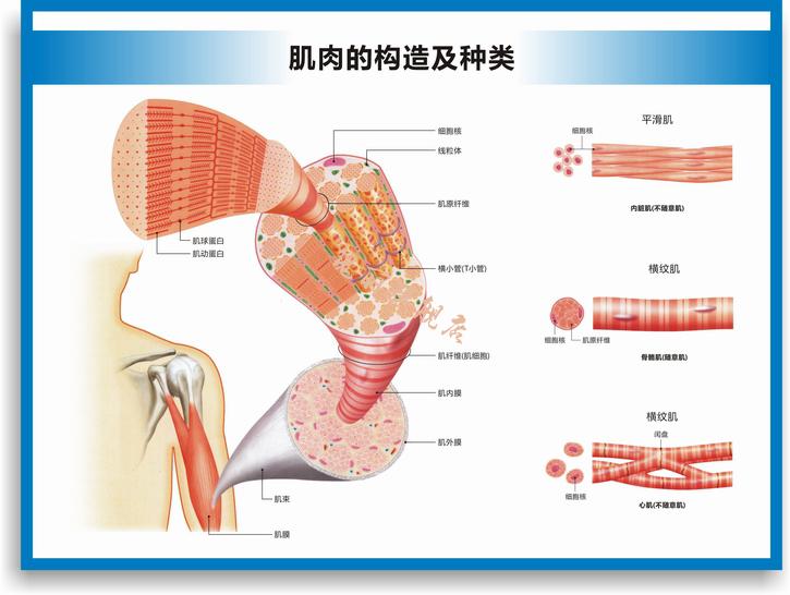 人体肌肉挂图全身人体肌肉图解剖图结构图人体运动图高清医学健身教学