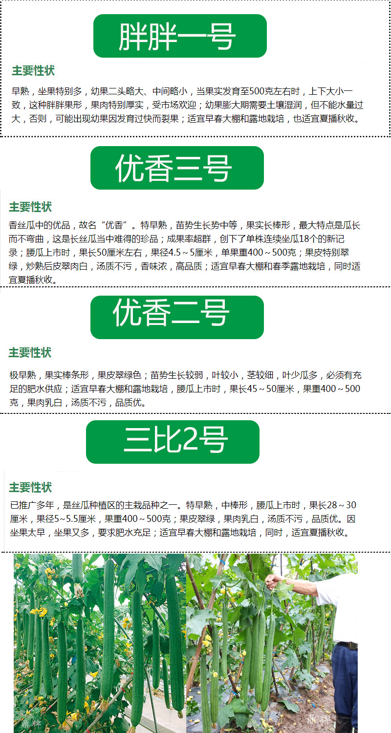 鼎牌优比一号三比6号2丝瓜种子孑早熟高产特大香春天四季蔬菜种籽