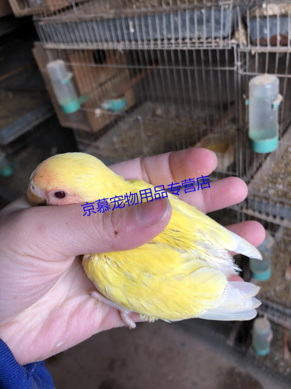天弗白面澳桂活鸟白脸派特中高趴玄凤黑牛鹦鹉活体 白脸珍珠半毛
