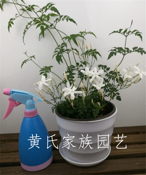 素馨花苗素馨花盆栽阳台庭院花卉多年生木本芳香植物攀援爬藤 白素馨