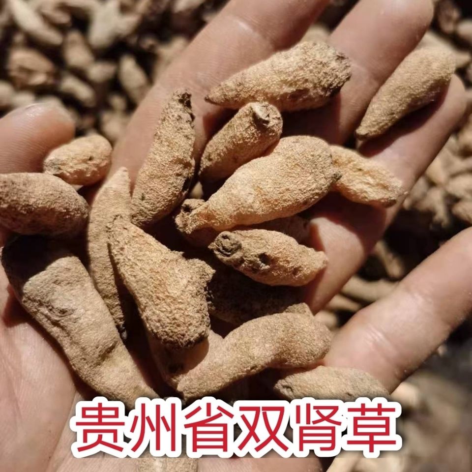 双肾草双肾参玉凤花观赏盆栽园艺绿化种苗新鲜干货250g