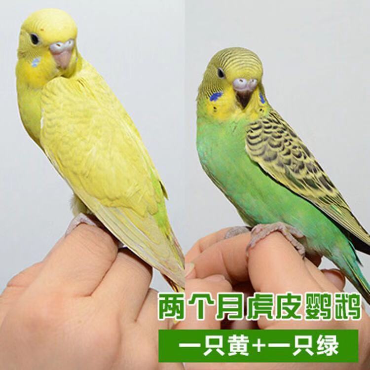 【店铺推荐】宠物观赏鸟说话虎皮鹦鹉鸟手养鸟玄风鸟
