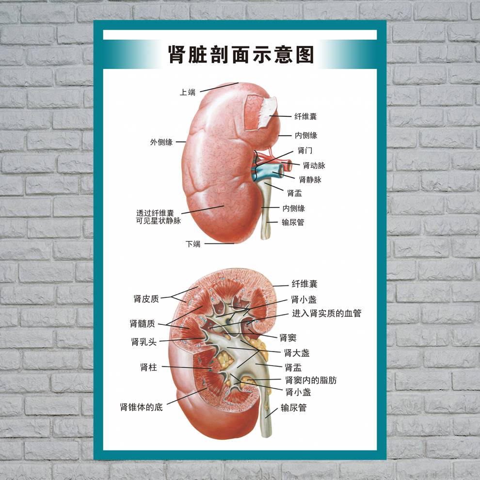 人体解剖结构示意图人体内脏解剖示意图医学宣传挂图人体器官心脏结构
