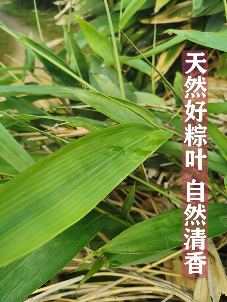 粽叶粽子叶新鲜大粽叶包粽子叶天然野生大粽叶箬叶发粽叶棕叶大粽叶宽