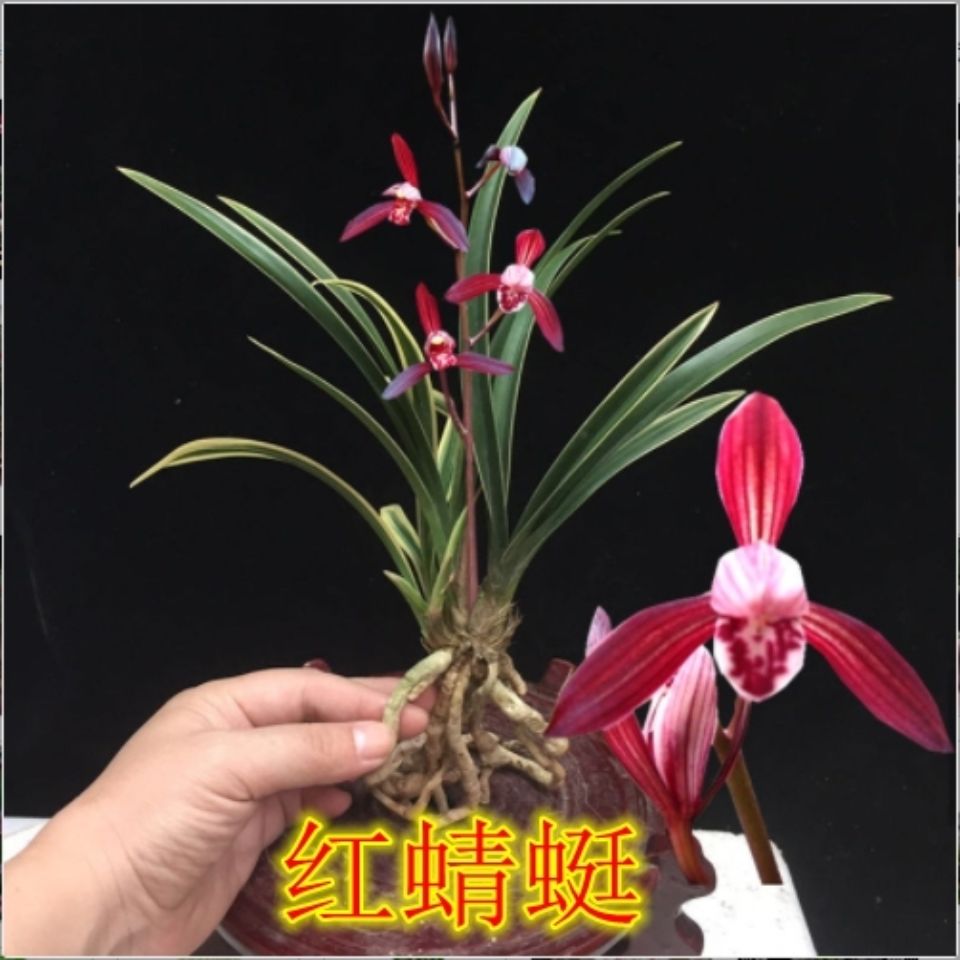 精选超好卖金边矮种兰花漂亮带边艺四季兰花卉盆栽兰花开花超香红珍珠