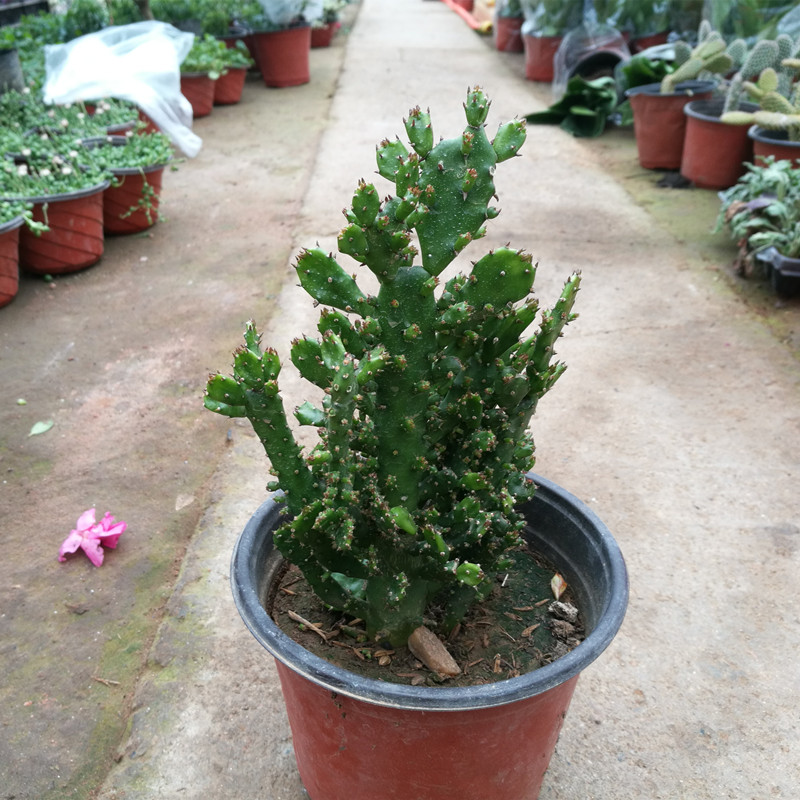 室内阳台绿植花卉仙人掌类千佛手多肉植物千手观音盆栽2盆30cm高不含