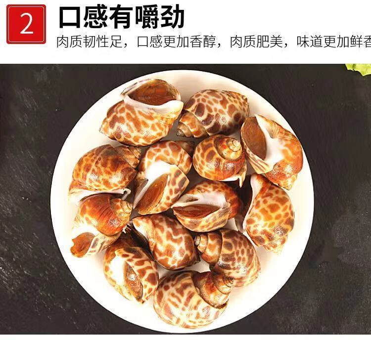 花螺鲜活冷冻大号新鲜超大东风螺凤螺海猪螺南风螺香螺海鲜螺3斤花螺