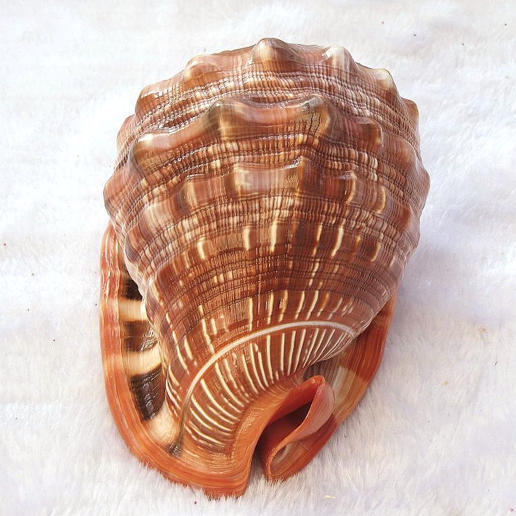 天然海螺贝壳超大万宝螺大海螺世界四大名螺家居创意礼品鱼缸造景珊瑚