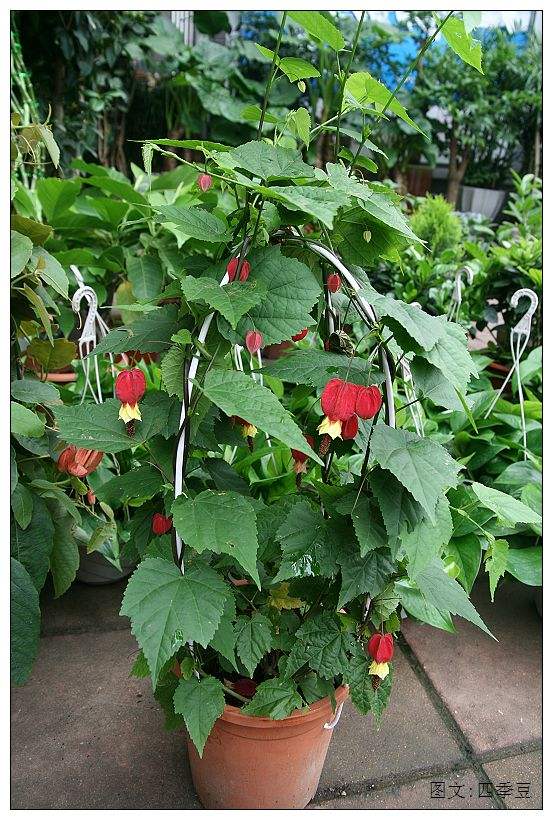 红灯笼花盆栽 悬风铃花红灯笼藤本花卉蔓性盆栽藤蔓植物阳台爬藤 小苗
