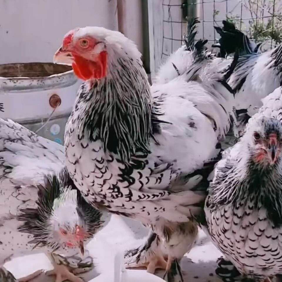 族萃正宗婆罗门鸡脱温苗青年活体包活包纯种梵天鸡巨型新大品种蛋纯种