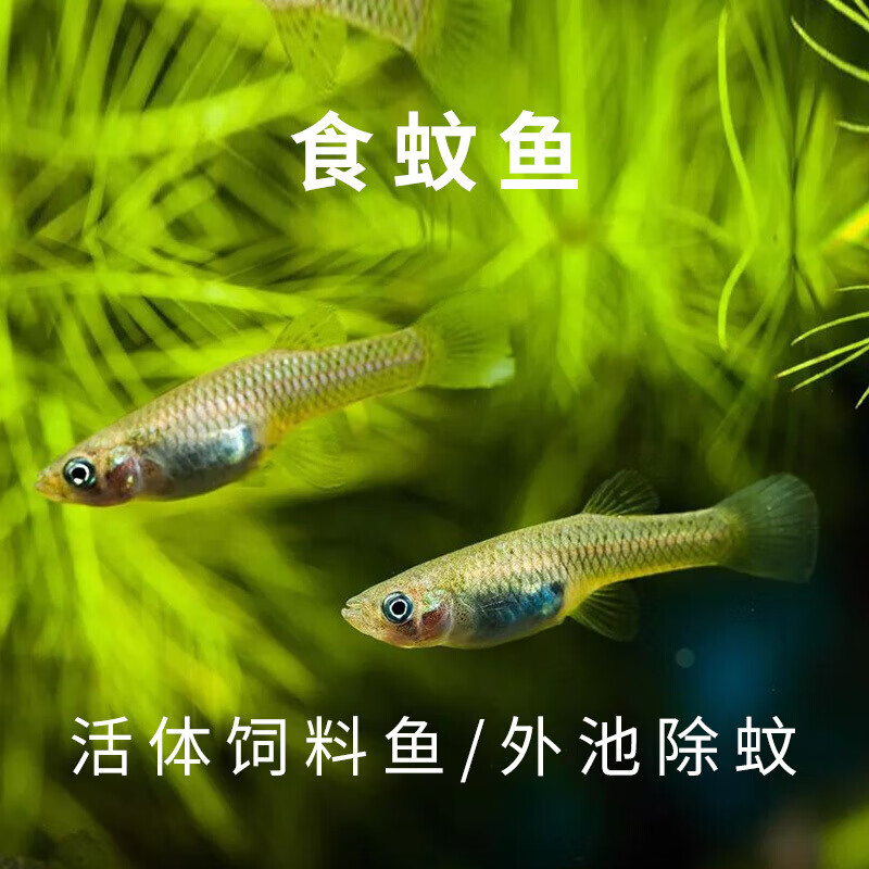 【京东推荐】食蚊鱼大肚鱼活体麦穗鱼放生鱼饲料鱼乌龟粮龙鱼泥鳅草