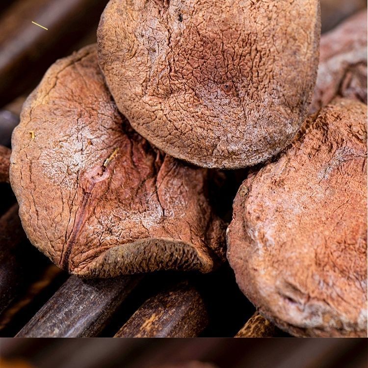 红乳牛肝菌干货白山松蘑菇素食火锅煲汤红蛾子红蘑新货干货红乳牛肝菌