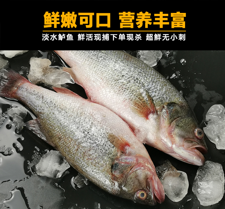 生态淡水鱼鲜活现杀淡水鲈鱼新鲜冰冻生鲜水产 500g