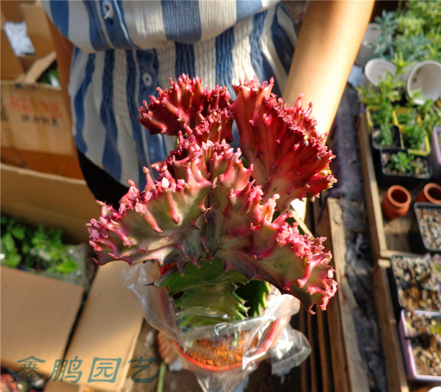 多肉植物玉麒麟盆栽花卉仙人掌麒麟掌仙人球室内吸甲醛辐 红小猫金虎