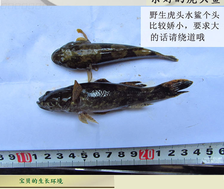 lism苏北冷水鱼新鲜塘鳢肉趴锥呆子鱼土布鱼鲜活菜花鱼3斤812条斤
