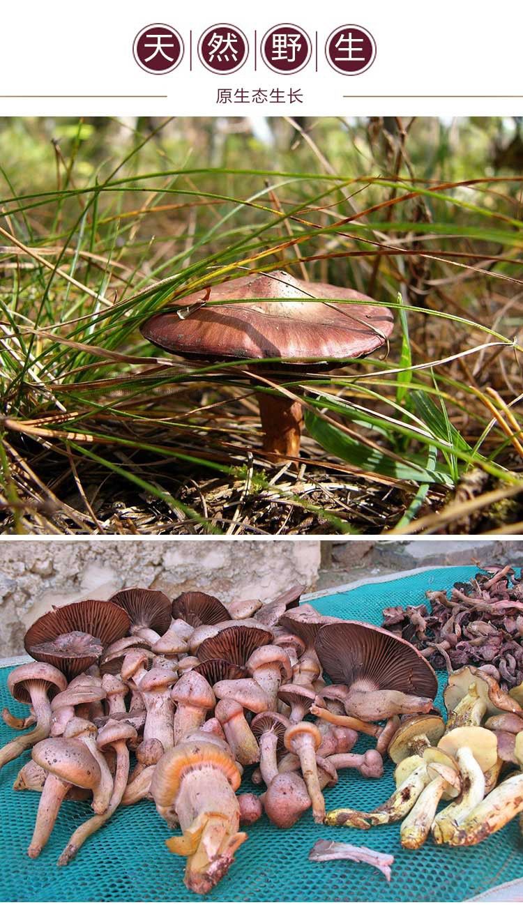 东北特产红蘑长白山纯野红松伞菇新货菌菇干货野松树蘑菇钉一件100克