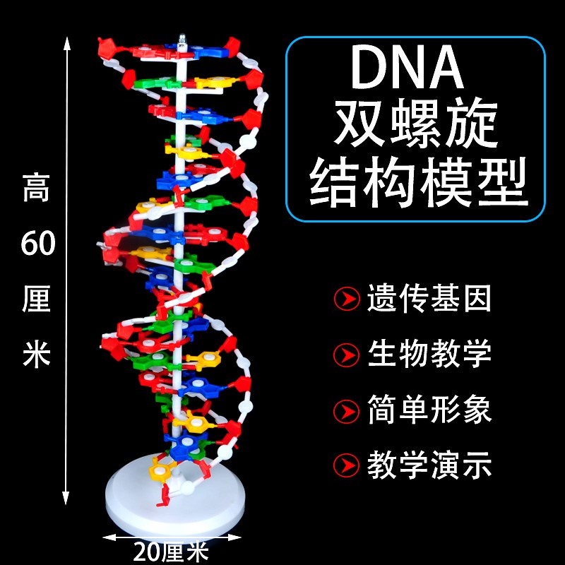 高中dna模型双螺旋结构模型分子结构模型60cm大号带底座碱基对遗传