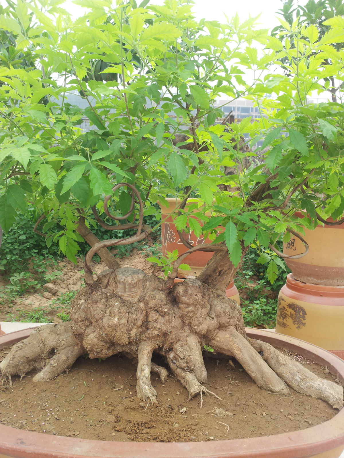 腾跃盆景树桩室内绿植黄荆桩花卉盆景办公室盆栽庭院植物论斤ty210斤