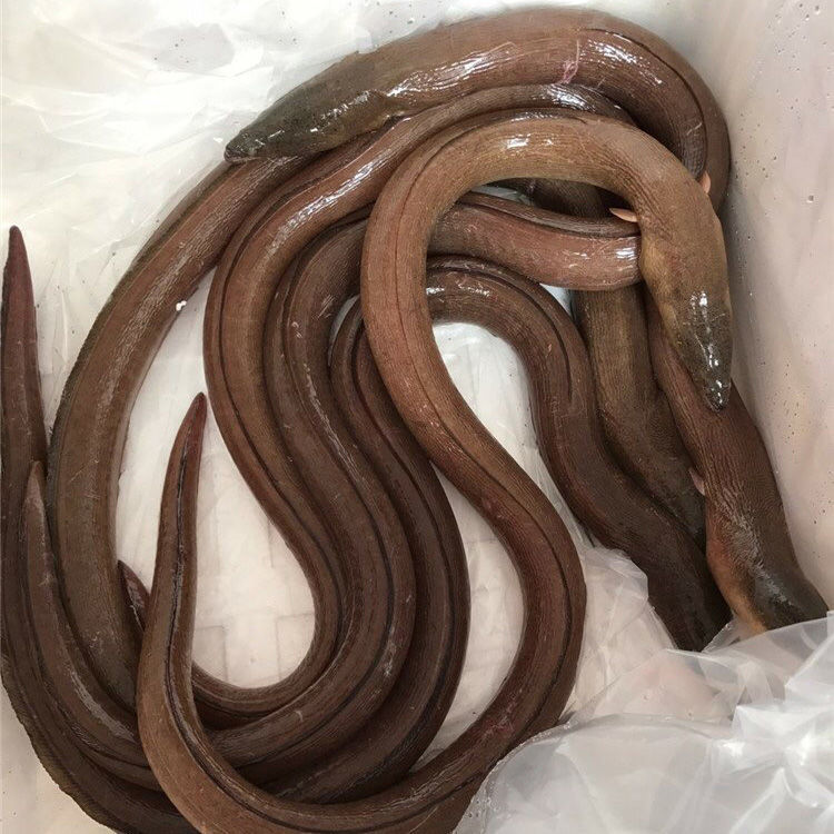 棠鲜生新鲜海钓大鳗鱼海鳗虎鳗花鳗波露豆齿鳗(切