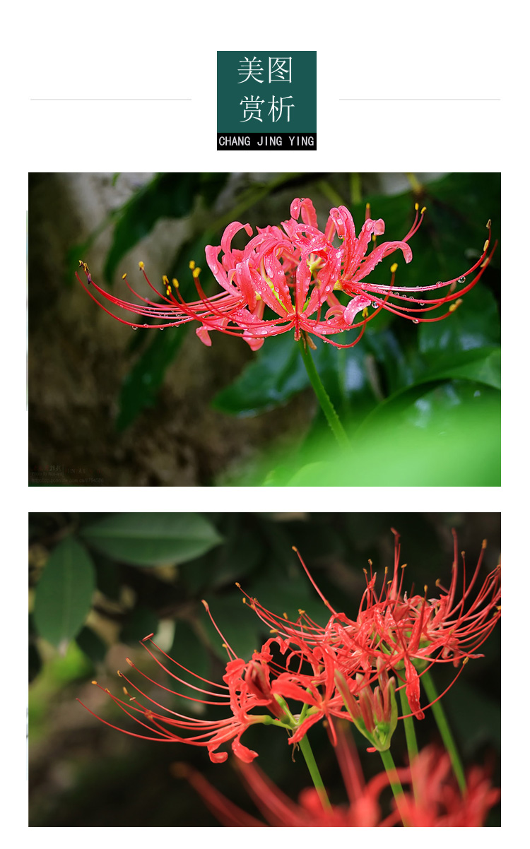 彼岸花种球种子套装曼珠沙华盆栽绿植花卉石蒜花室内外四季种花卉彼岸