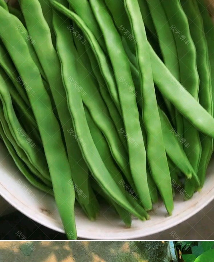 宽扁芸豆种春秋冬季扁青豆角种子无筋架豆油豆籽爬藤菜豆蔬菜种孑荷兰