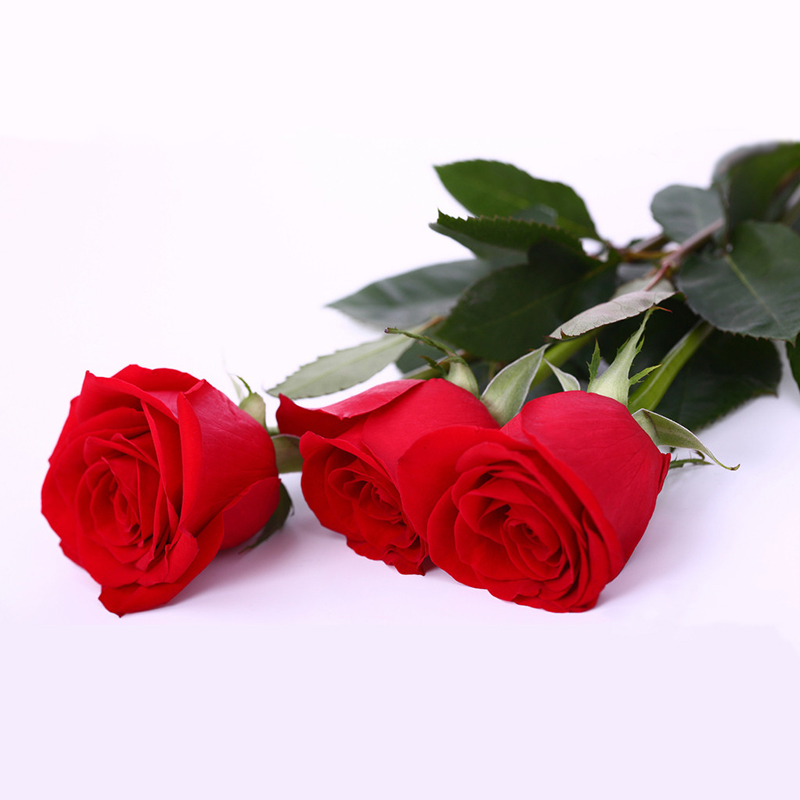 卡罗拉 红玫瑰正宗切花玫瑰 盆栽月季花苗 大花月季红