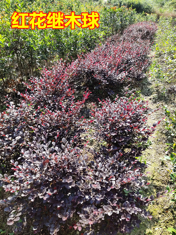 红花继木苗红叶石楠红继木苗篱笆绿化色块树工程红苗木树苗小苗球红叶