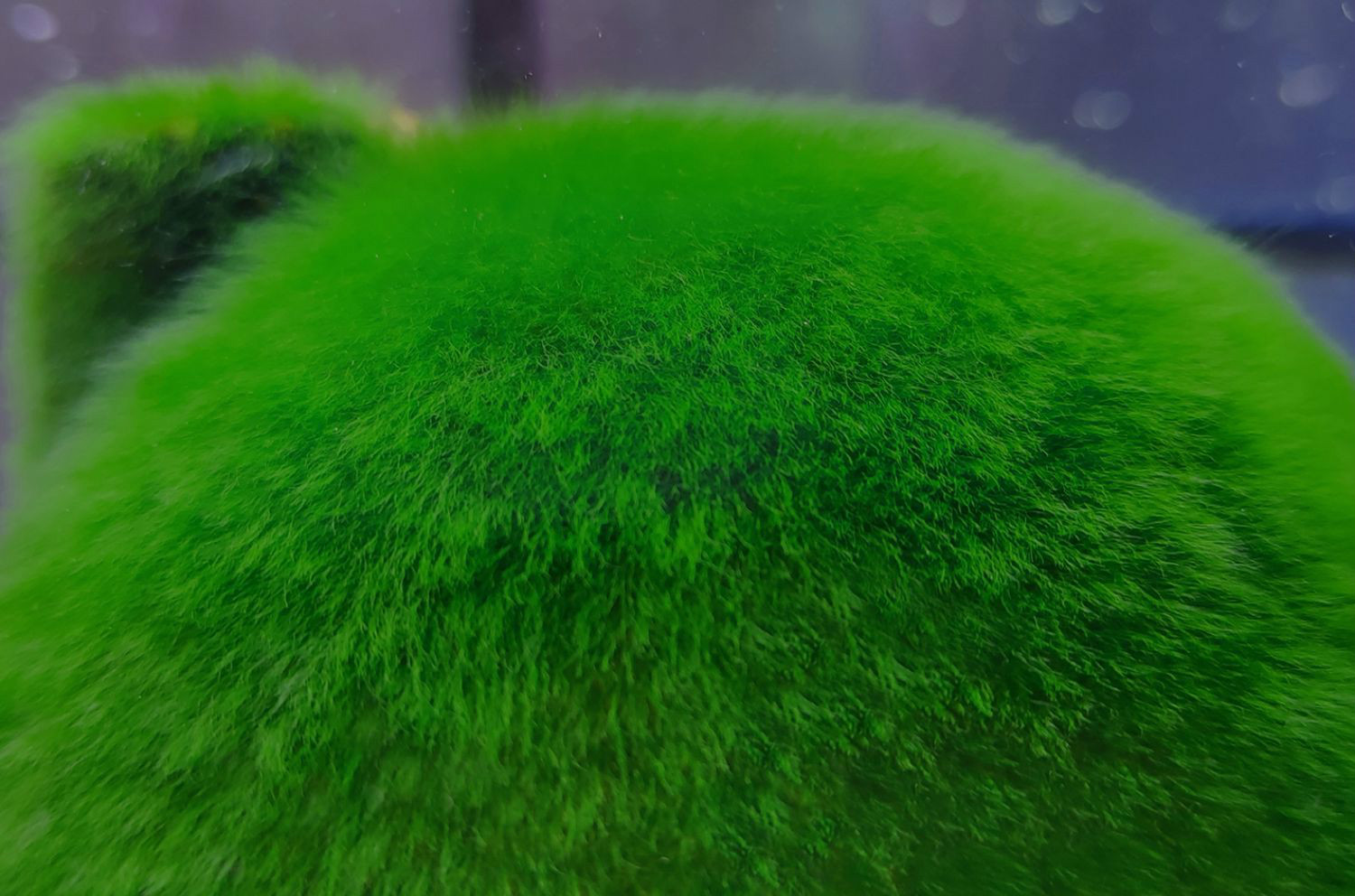 短绒藻引种长绒藻苏虾藻绿毛绿地毯藻球孢子虾缸金鱼缸造景 套餐六 8