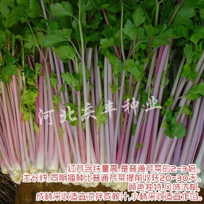 紫玉香芹种子红芹菜种籽红色紫色野生盆栽蔬菜阳台冬季四季种菜 四季