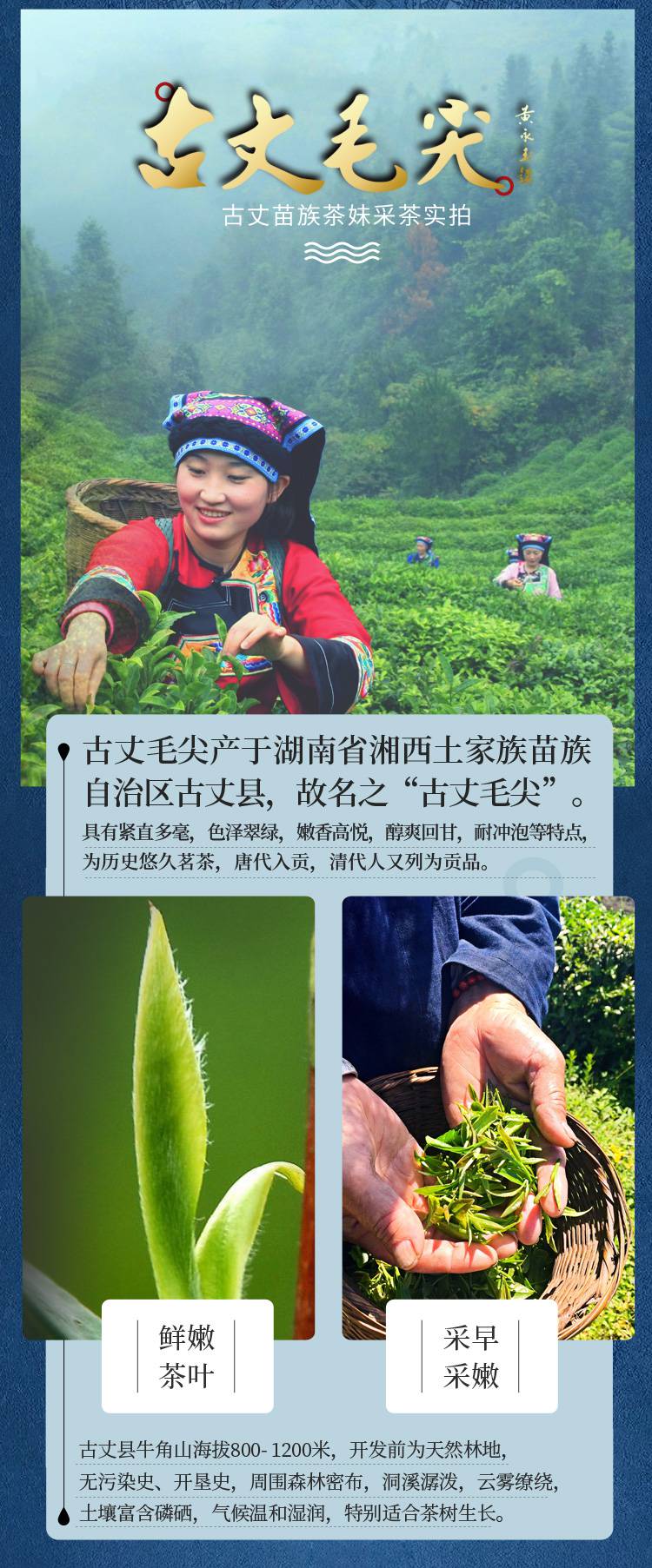 古丈毛尖茶叶绿茶2021新茶明前头采特高山绿茶湘西保靖黄金茶