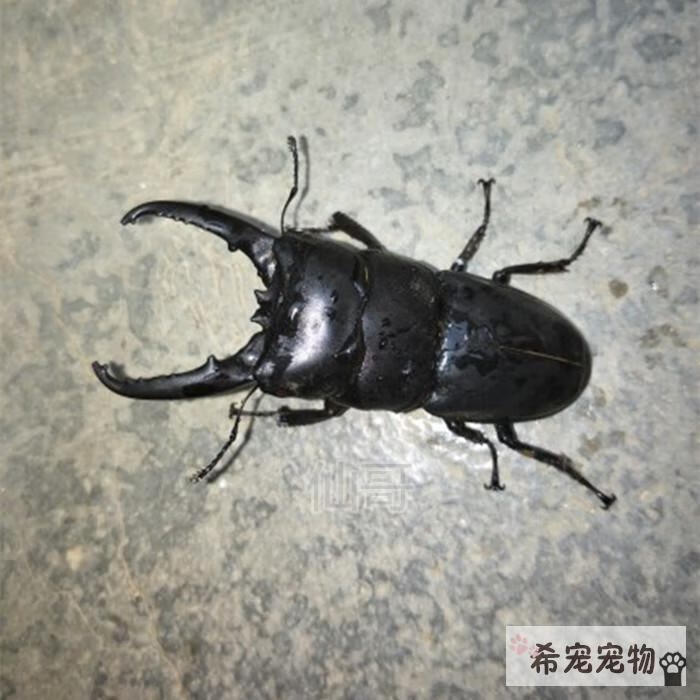 豆乐奇(douleqi)中国大扁锹甲成虫活体甲虫 昆虫 锹形