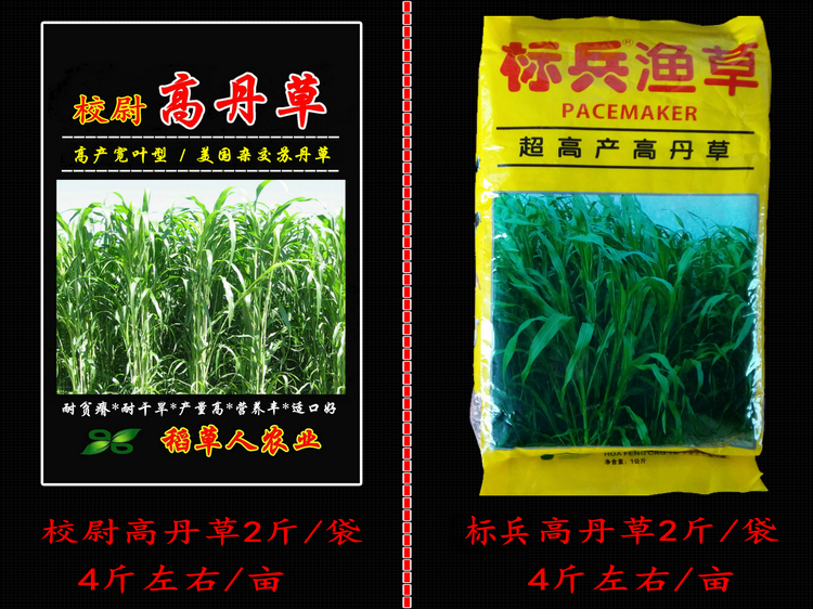 渔草种子高丹草籽杂交苏丹草杂交饲用高粱草牧草鱼猪牛羊标兵高丹草2