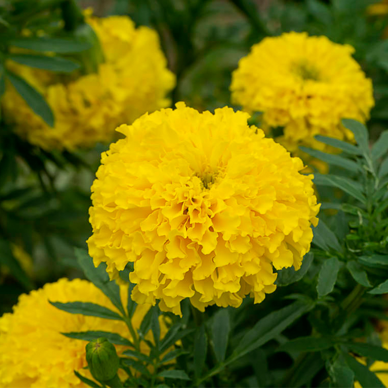 万花丛 菊花万寿菊种子臭芙蓉花籽庭院花镜阳台盆栽易活春播春夏秋