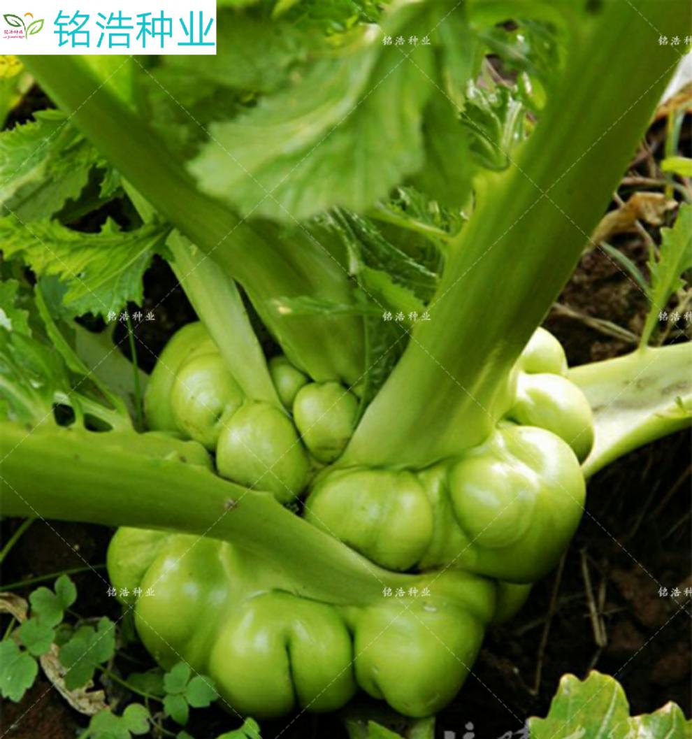 榨菜种子青菜头南方四川种都特大光头菜圆头菜 秋播蔬菜种子 榨菜种子