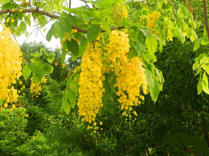 新采黄花槐种子 黄槐种子 黄金树种子 赏花绿化树种子 黄花槐种子50粒