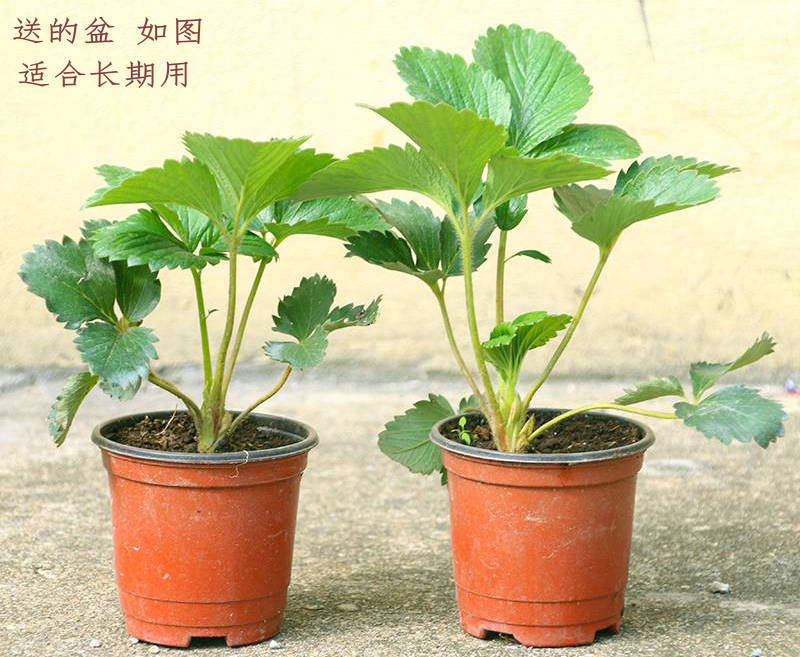 【精选】草莓苗四季结果带盆草莓种子苗盆栽植物室内阳台花卉果树苗