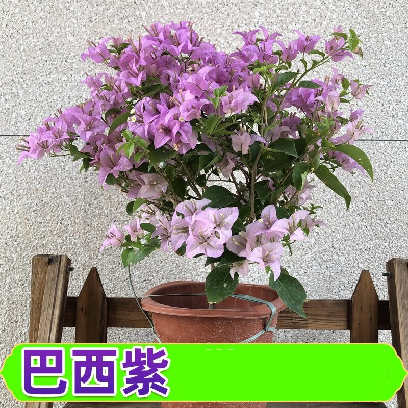 重瓣三角梅盆栽树苗爬藤老桩室内外观花植物卉新品z1口红粉色白色含盆