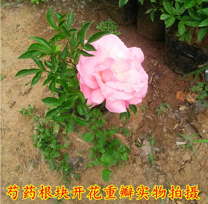 腾跃芍药种根带芽芍药根块多年生芍药花苗洛阳牡丹花苗赛玫瑰花卉植物