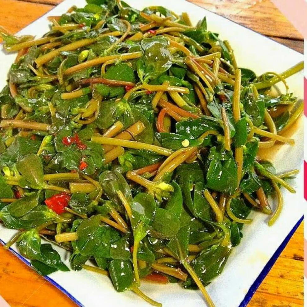 野生食用马齿苋种子马芷苋半枝莲太阳花蚂蚱菜新鲜马苋菜野菜蔬菜马齿