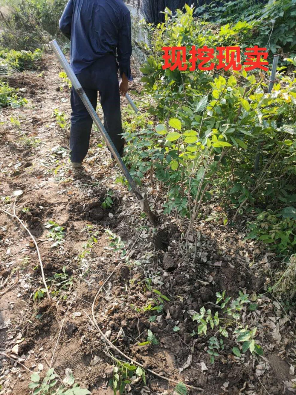 花树苗爬藤植物阳台庭院围墙四季开花盆栽绿植花卉攀援紫藤萝 九尺藤