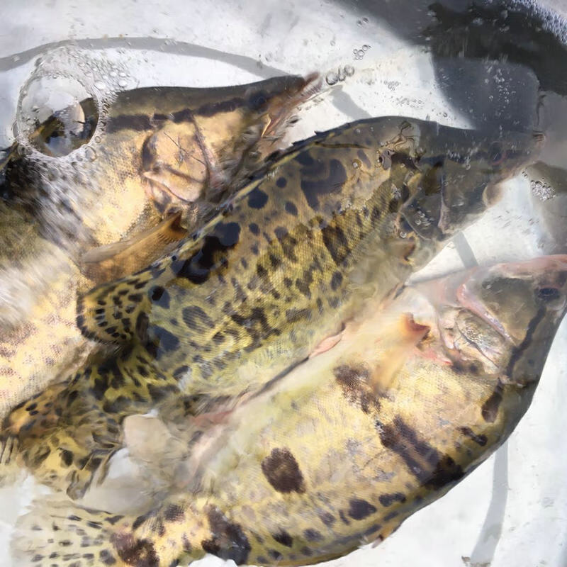 苏北淡水河鳜鱼正宗桂鱼新鲜活季花鱼桂花鱼活体鳌花鱼2斤