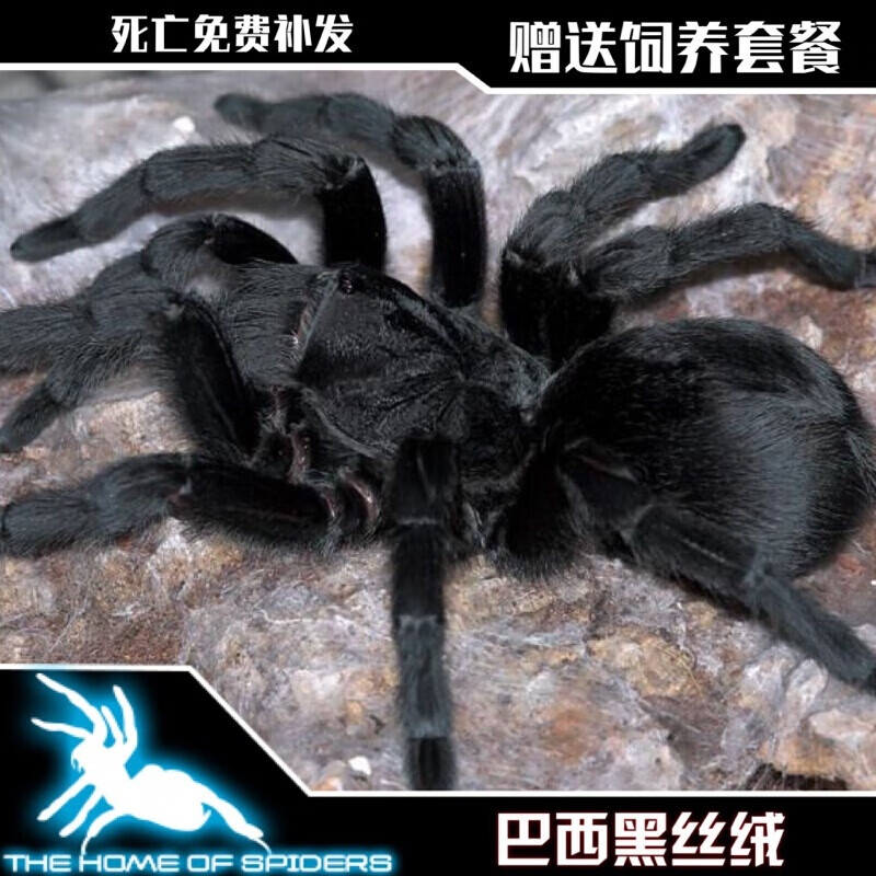 【店铺推荐】巴西黑丝绒2-8厘米宠物蜘蛛纯黑不会踢毛